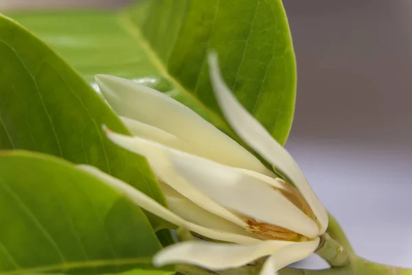Magnolia Champaca Branca Estão Florescendo — Fotografia de Stock