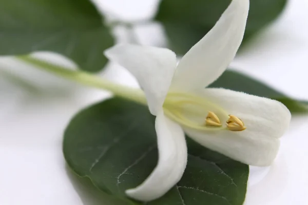 Witte Millingtonia Hortensis Bloem Bloeien — Stockfoto