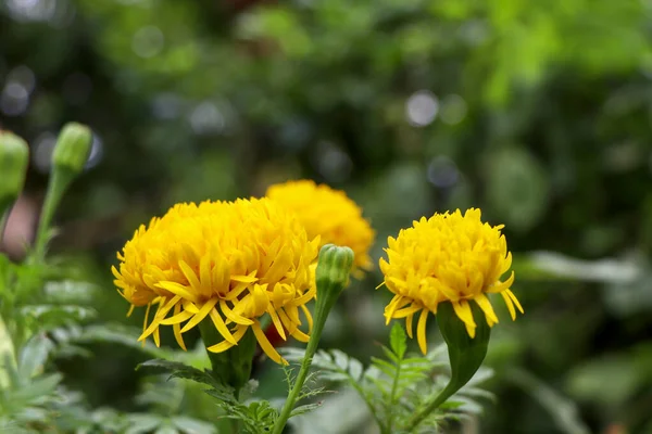 黄色いタゲテスの花が咲いています — ストック写真