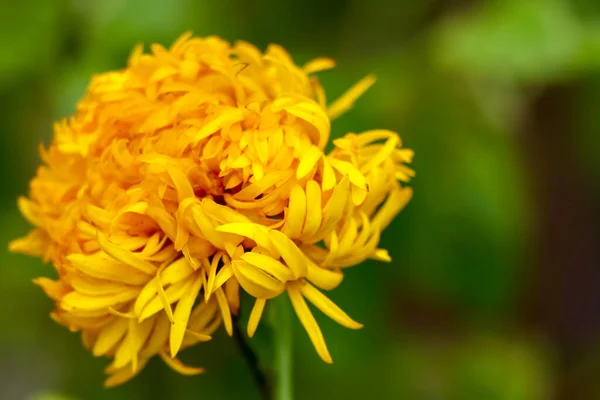 黄色いタゲテスの花が咲いています — ストック写真