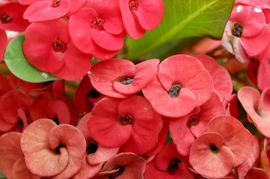 Kızıl Euphorbia milii Desmoul çiçeği çiçek açıyor