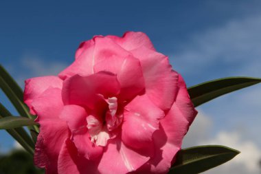 Pembe Neryum zakkum çiçek açıyor. 