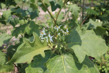 Bilinmeyen mor çiçek Tayland 'da Mart ayında çiçek açıyor.