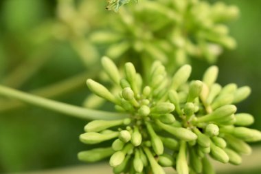Carica papaya çiçeği açıyor.
