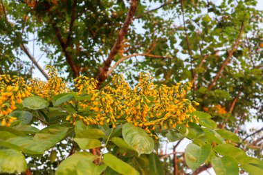 Pterocarpus makrokarpus Kurz çiçeği çiçek açıyor ve yeşil yaprak