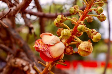 Couroupita guianensis Aubl çiçek açıyor.