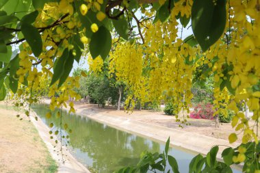 Sarı Cassia fistül çiçeği şubatta çiçek açacak.