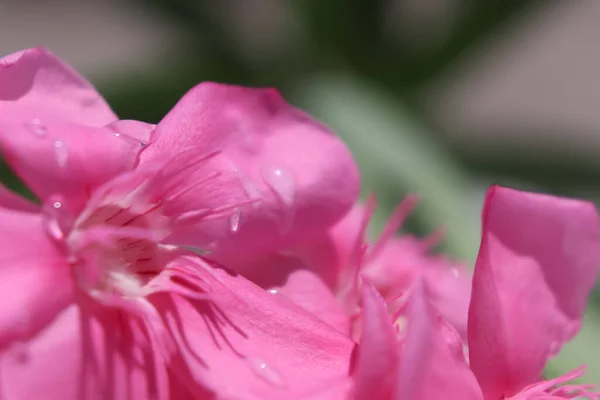 Rosa Nerium Oleander Están Floreciendo — Foto de Stock