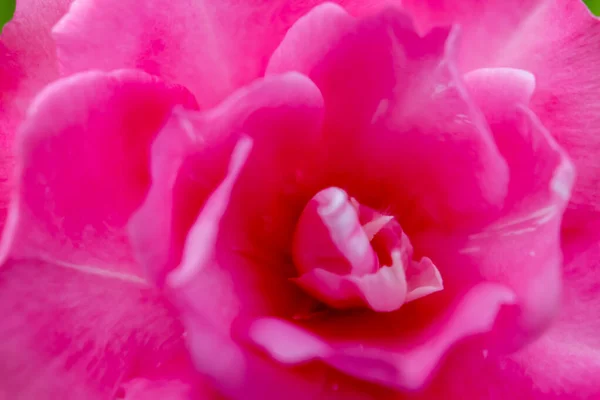 Růžový Nerium Oleander Kvetou — Stock fotografie