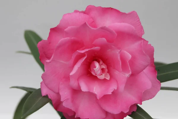 Rosafarbener Nerium Oleander Blüht — Stockfoto