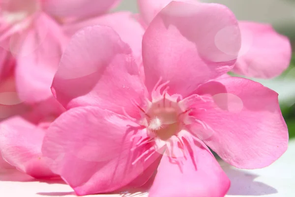 Rosafarbener Nerium Oleander Blüht — Stockfoto