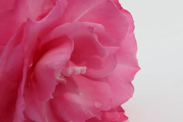 Pink Nerium Oleander Blooming — Stock Photo, Image