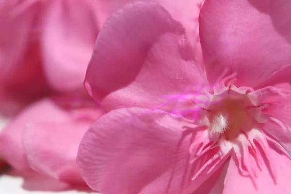 Rosafarbener Nerium Oleander Blüht — Stockfoto