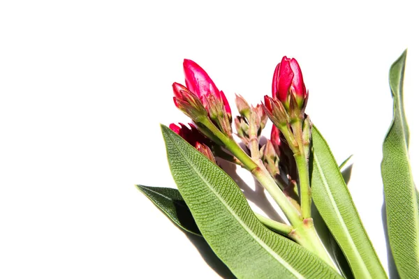 Růžový Nerium Oleander Kvetou — Stock fotografie