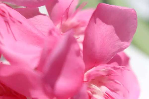 Rosa Nerium Oleander Están Floreciendo — Foto de Stock