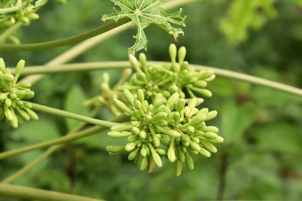 Carica Papaya Blüten Blühen — Stockfoto