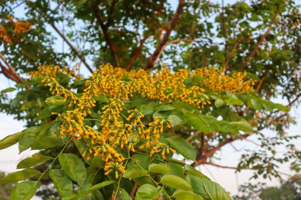 Pterocarpus Macrocarpus Flor Kurz Estão Florescendo Folha Verde — Fotografia de Stock