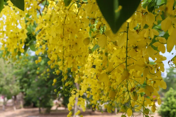 黄色的卡西亚瘘管花盛开 — 图库照片