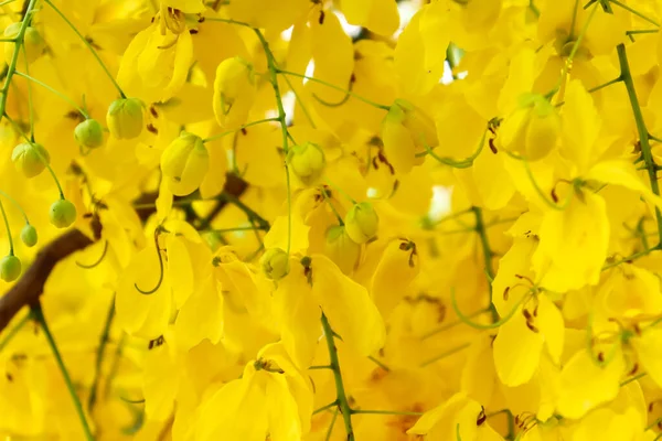 黄色的卡西亚瘘管花盛开 — 图库照片
