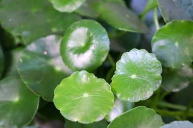 Centella asiatica büyüyor ve yeşil yaprak