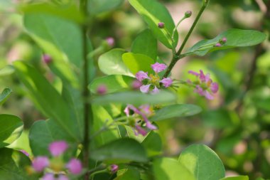 Bilinmeyen mor çiçek Tayland 'da Mart ayında çiçek açıyor.