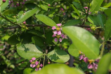 Bilinmeyen mor çiçek Tayland 'da Mart ayında çiçek açıyor.