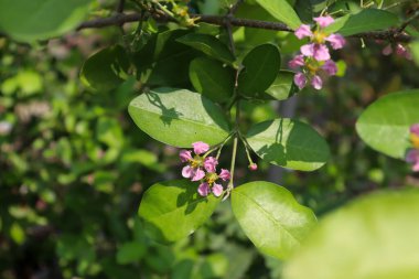 Bilinmeyen mor çiçek Tayland 'da Mart ayında çiçek açıyor.