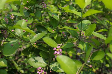 Bilinmeyen mor çiçek Tayland 'da Mart ayında çiçek açıyor.
