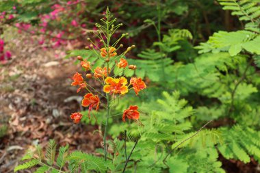 Kırmızı çiçek açıyor ve yeşil yaprak