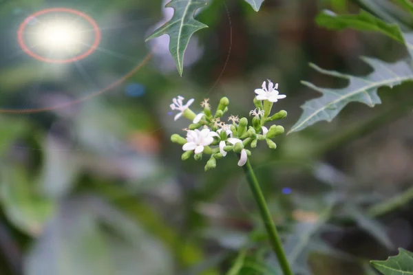 Cnidoscolus Chayamansa Blooming Green Leaf — Stock Photo, Image