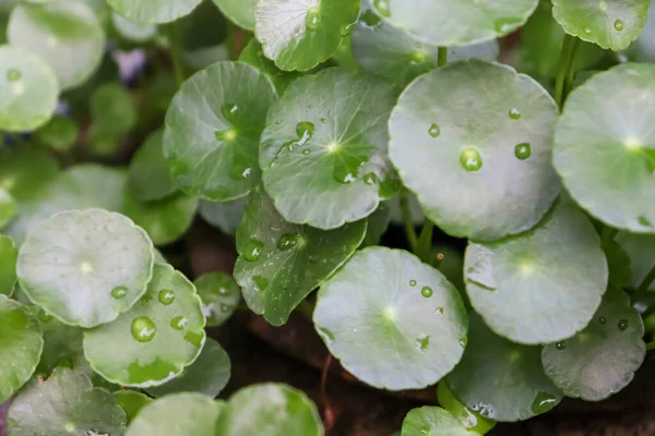 Centella Asiatica Grandissent Les Feuilles Vertes — Photo