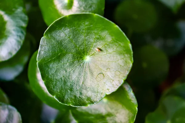 Centella Asiatica Crește Frunze Verzi — Fotografie, imagine de stoc