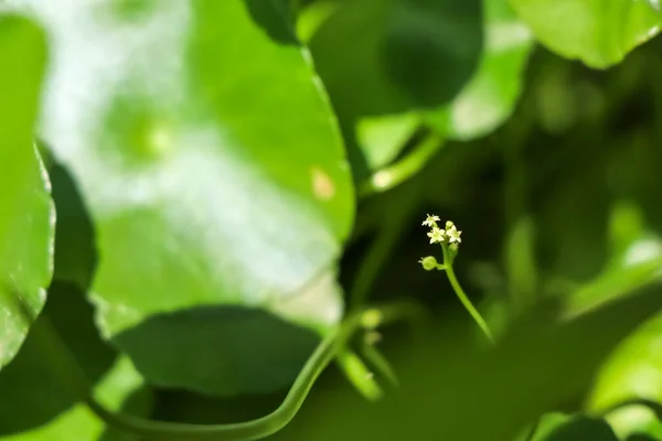 Centella Asiatica Stanno Crescendo Foglia Verde — Foto Stock