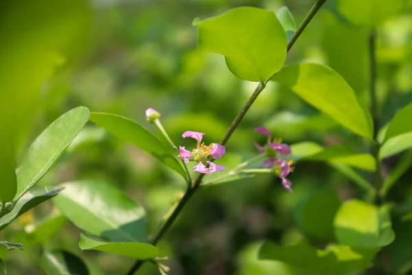 タイでは3月に未知の紫色の花が咲いています — ストック写真