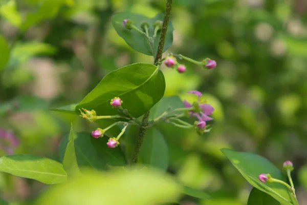 Flor Roxa Desconhecida Está Florescendo Março Tailândia — Fotografia de Stock