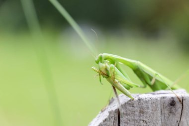 Yeşil Mantodea tahtadan yiyor.