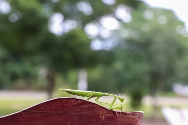 Zielone Mantodea Jedzą Drewnie — Zdjęcie stockowe