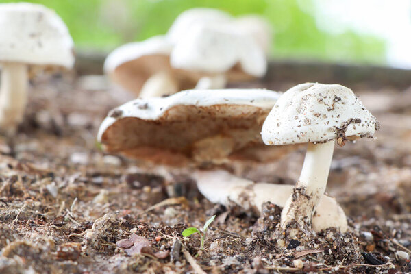 Белые грибы растут 