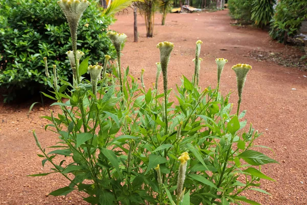 Celosia Argentea Ανθίζουν Την Ημέρα — Φωτογραφία Αρχείου