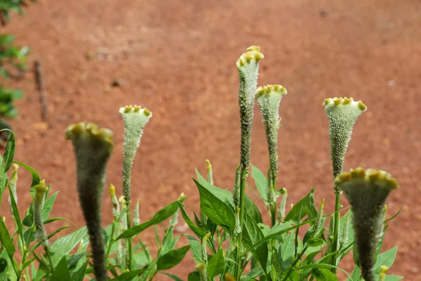 Celosia Argentea Estão Florescendo Dia — Fotografia de Stock