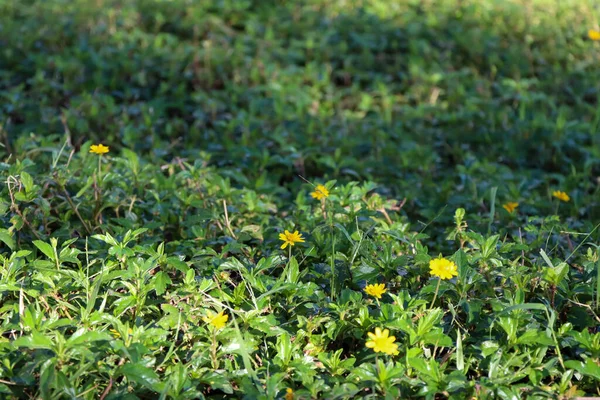 Квітка Вельдії Трилобати Розквітає Саду — стокове фото
