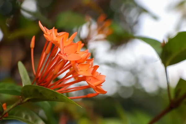 Ixora Chinensis Lamk Çiçek Açıyor — Stok fotoğraf