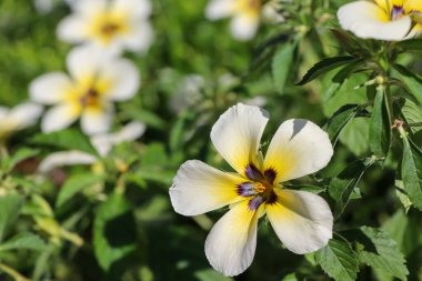Beyaz Turnera subulata çiçek açıyor