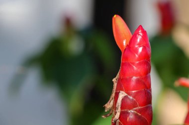 Kırmızı Cheilocostus türleri çiçek açacak