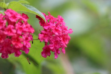 Lantana Camara çiçeği açıyor.