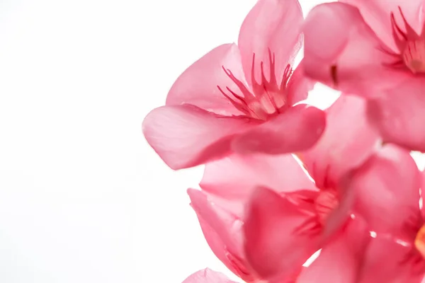 Nerium Oleander Blühen Und Weißer Hintergrund — Stockfoto