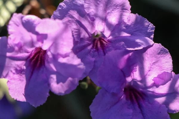 Fiore Viola Ruellia Tuberosa Stanno Fiorendo — Foto Stock