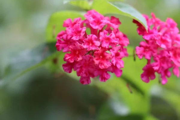 Цветут Цветы Лантана Камара — стоковое фото