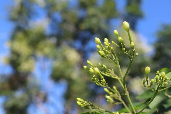 Hortensis Branco Millingtonia Estão Florescendo — Fotografia de Stock