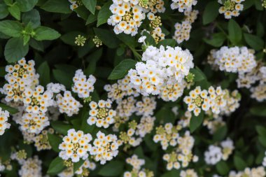 Lantana Camara çiçeği açıyor.